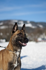 Cayman Cheyenne vom Seetalblick Cayman Cheyenne vom Seetalblick