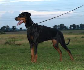 Qira von der Zonser Heide Qira von der Zonser Heide