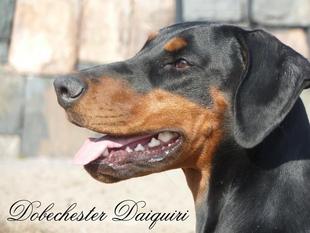 Dobechester Daiquiri Dobechester Daiquiri