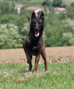 Gitane des Lycans d'Arget Gitane des Lycans d'Arget