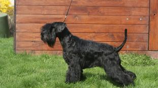 Bel Esprit von den Black Diamond Bel Esprit von den Black Diamond