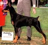 Marienburg's Morocco Marienburg's Morocco