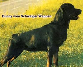 Bunny vom Schwaiger Wappen Bunny vom Schwaiger Wappen