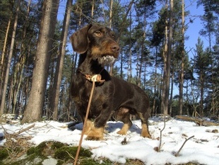 Odin vom Waldesgraben Odin vom Waldesgraben