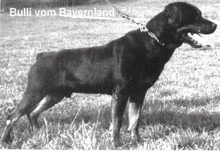 Bulli vom Bayernland Bulli vom Bayernland