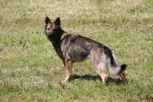 Troya vom Gehrenmoss Troya vom Gehrenmoss