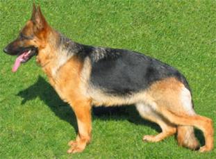Wilma von der Emsaue Wilma von der Emsaue