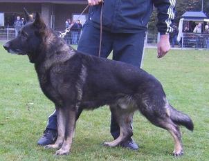 Ursus vom Schwarzen Milan Ursus vom Schwarzen Milan