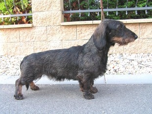 Rosaria Horalka Rosaria Horalka