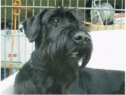 Beauty von Wotan's Raben
