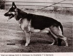 Etzel von Adeloga Etzel von Adeloga