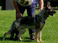 Babsi von Spitzbubezwinger