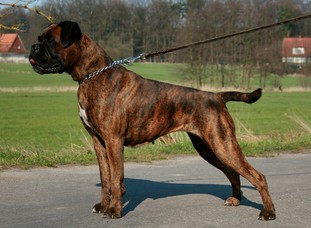 Ronja von den Hellbergen Ronja von den Hellbergen