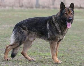 Sturm's Balto Sturm's Balto