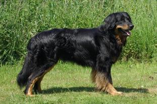 Cosmo vom Schondratal Cosmo vom Schondratal