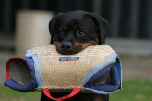 Jacko von der Tripelallianz Jacko von der Tripelallianz