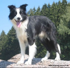 Quincy vom Thurnhof Quincy vom Thurnhof