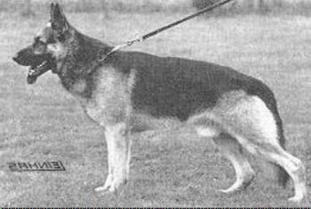 Vello von der Odenwaldklause Vello von der Odenwaldklause