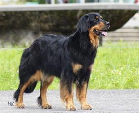 Maggy von Jesses Meute Maggy von Jesses Meute