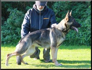 Fina vom Wolfsheim Fina vom Wolfsheim
