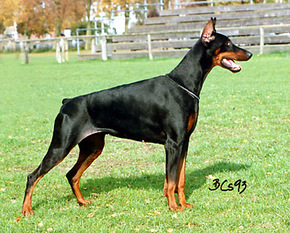 Nemesis Alida vom Norden Stamm Nemesis Alida vom Norden Stamm