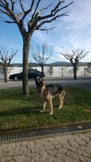 Boris XXVI (LOP 487143) Boris XXVI (LOP 487143)