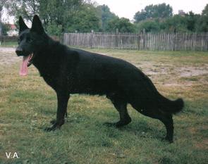 Jago von der Lindenhalle Jago von der Lindenhalle