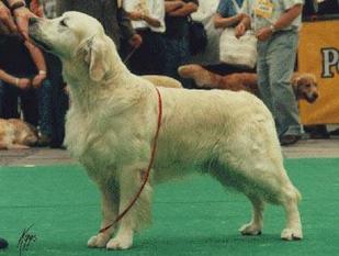 Dutch/Ger./VDH./Arg./Lux. CH. Standfast Angus WW-91-92-93, JWW-90 Dutch/Ger./VDH./Arg./Lux. CH. Standfast Angus WW-91-92-93, JWW-90