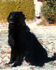 Carlo von der Dorfschmiede Carlo von der Dorfschmiede