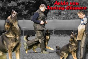 Avido von Taeicas-Chanero Avido von Taeicas-Chanero