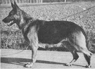 dog image background