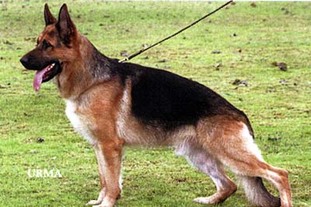 Uhlano von Adeloga Uhlano von Adeloga