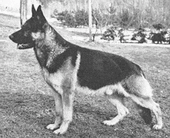 dog image background
