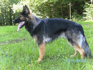 Athos vom Wagnerbruch Athos vom Wagnerbruch