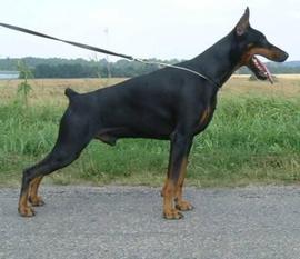 Tahi-Reme Lucifer Tahi-Reme Lucifer