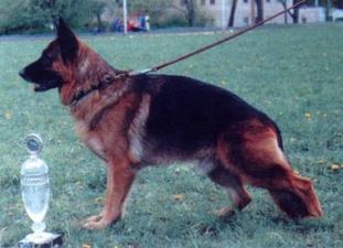 Clifford van Noort Clifford van Noort
