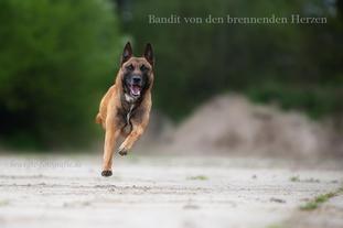 Bandit von den brennenden Herzen Bandit von den brennenden Herzen