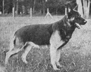 Axel vom Walinesheim Axel vom Walinesheim