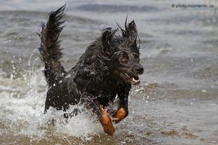 Fritzi ex canis lupus Fritzi ex canis lupus