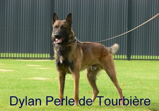 Dylan Perle de Tourbière Dylan Perle de Tourbière