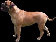 dog image background