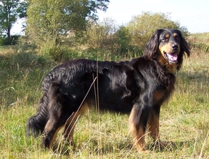 Cara von der Alten Fuchsfarm Cara von der Alten Fuchsfarm