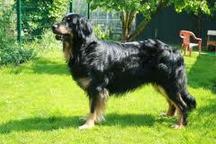 Bild von Satchmo vom Kloster Rohrbach