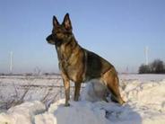 dog image background