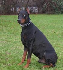 Bandit von der Horst Bandit von der Horst
