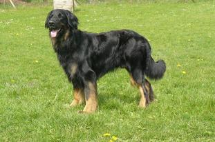 Brutus vom Sonnentor Brutus vom Sonnentor