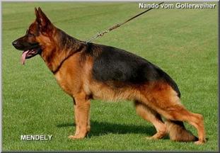 Nando vom Gollerweiher Nando vom Gollerweiher