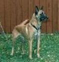Dog Security Noa Dog Security Noa