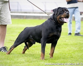 Gonzzo Earl Antonius Gonzzo Earl Antonius