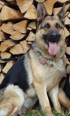 Tilly vom Hochheimer Stein Tilly vom Hochheimer Stein